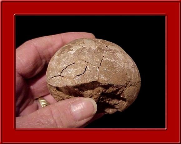 Authentic Prehistoric Segnosaur Dinosaur Fossil Egg Genuine