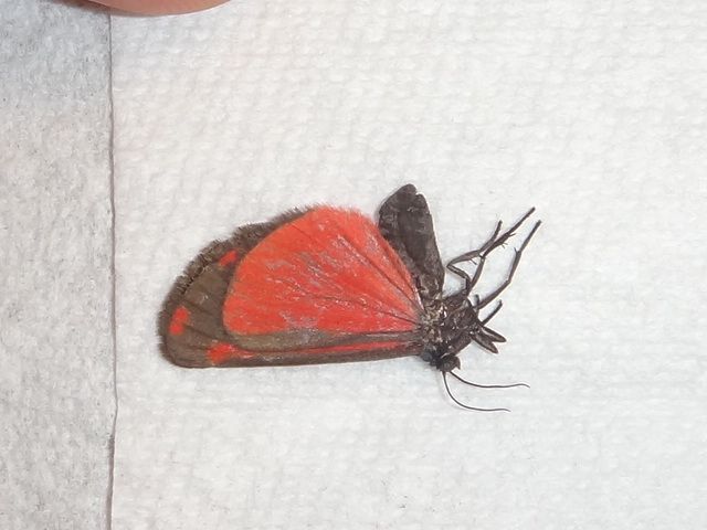 Lepidoptera Tyrea jacobae Colorful Moth Specimen from Oregon Butterfly