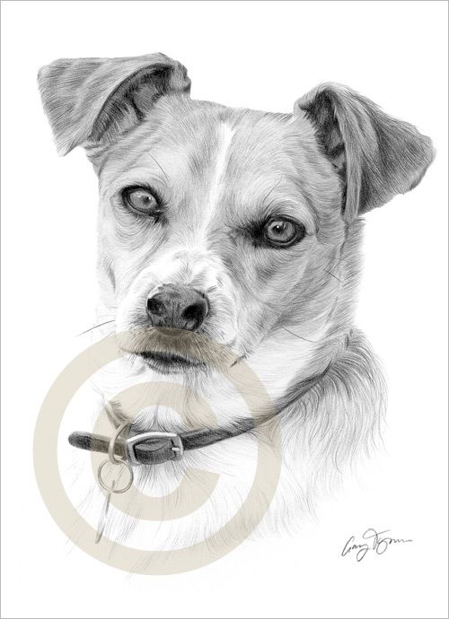 Dog Jack Russell Pencil Drawing Art Limited Edition Print Signed by