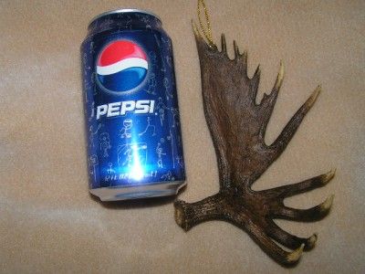 moose shed antler ornament horns antlers