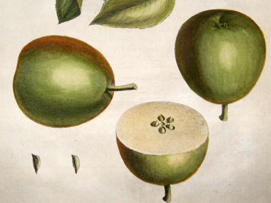 Duhamel du Monceau 1768 Hand Col Fruit Print. Sucre Verd Pear 34