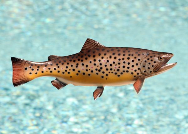 Taxidermy Quality 13 Fiberglass Brown Trout Wall Mount