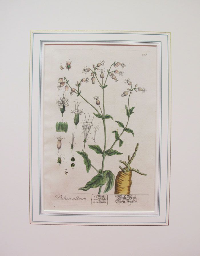 Original 1700s Elizabeth Blackwell 1 Botanical Print Hand Colored Yqz