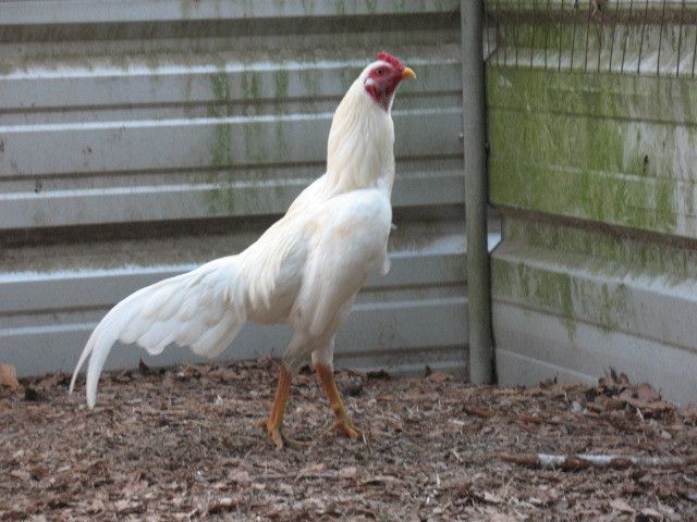 White Asil Eggs 20 Hatching Eggs Super RARE Gamefowl