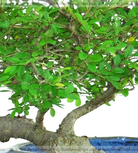 Other Common Names – Nothofagus Bonsai, Dwarf Chinese Elm Bonsai