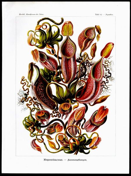  .de/fileadmin/auctions/2007_november/haeckel_01_50/62z