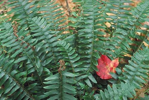 Christmas Fern Evergreen Live Bare Root Plants Woodland Shade Garden