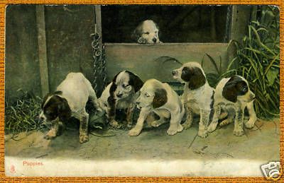 English Springer Spaniel Puppy Group Old Dog Postcard