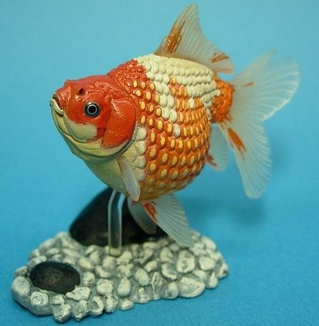  20New%20Figure/Aquarium%20Fish%20in%20Colour%20I/SP%20Pearlscale 2