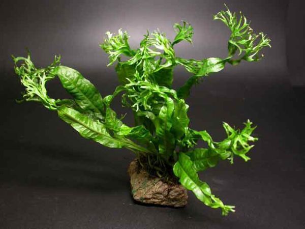 Windelov Fern for Live Freshwater Tropical Fish AZ