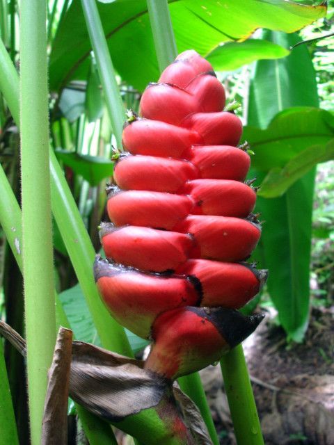  Heliconia Imbricata RARE Live Plant