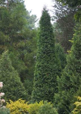 North Pole Wintergreen Arborvitae Thuja Evergreen