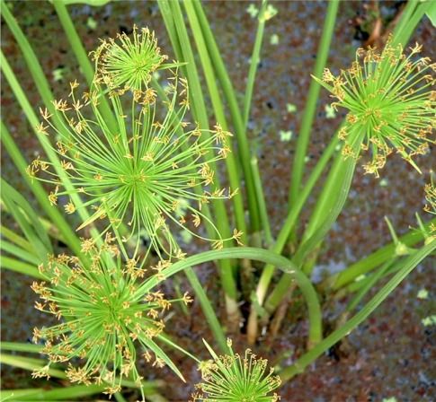 Egyptian Papyrus Large Graceful Grasses® King Tut