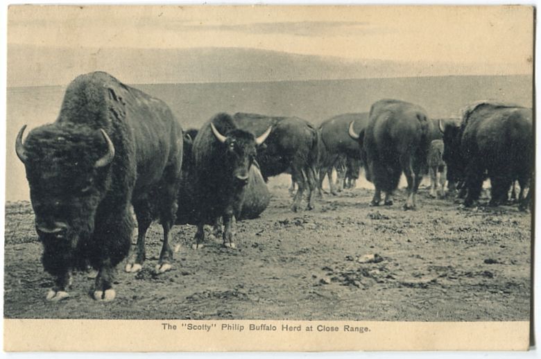 Scotty Phillips Buffalo Herd Fort Pierre SD Postcard 1907 121511 S