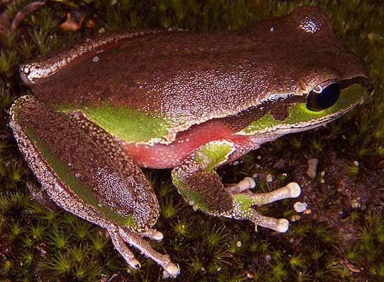 Australia 2011 Anda Sydney Tree Frog $1 Silver Color PF