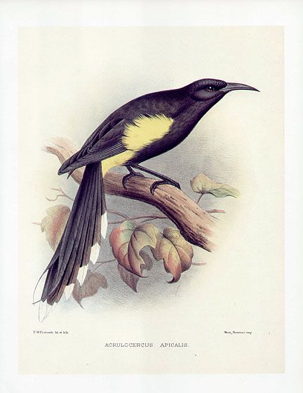 Frederick Frohawk Bird Print Hawaiian Honey Eater Oahu OO