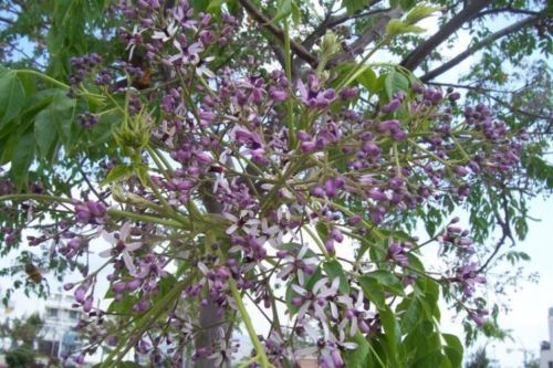 White Cedar Melia Azedarach 10 Seeds