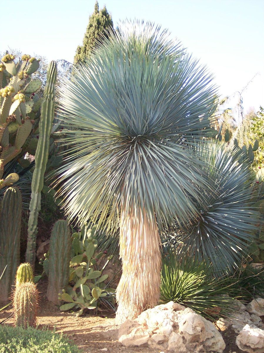  Yucca Rostrata for Sale