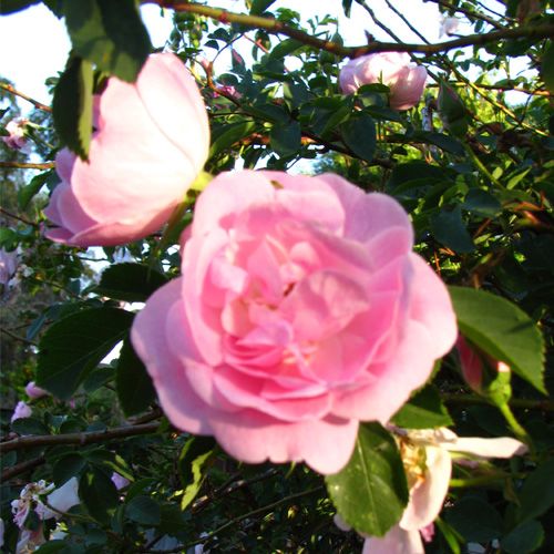 12❤ROSE Stem Cuttings★climbing Baby Pink★great for Garden