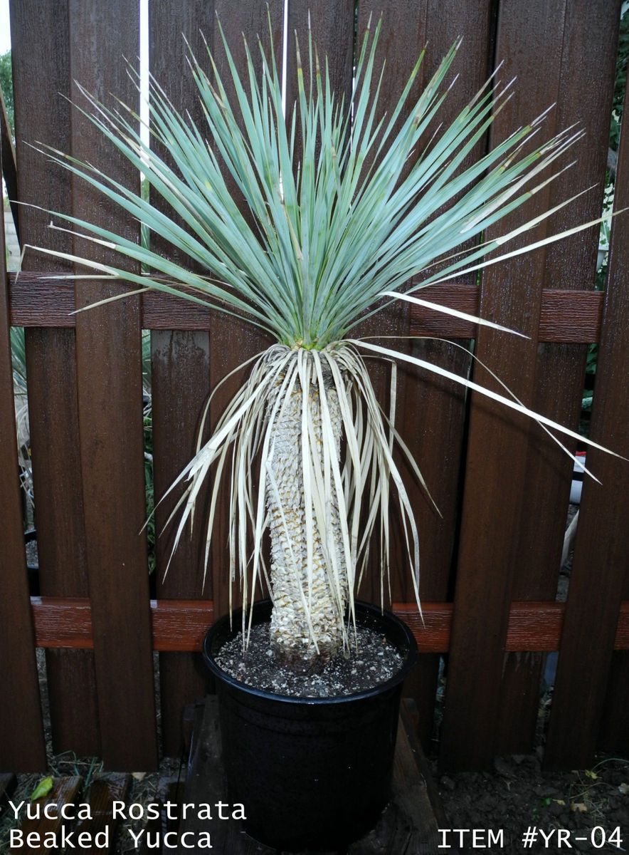 Yucca Rostrata Super Blue Large 3ft yr 04