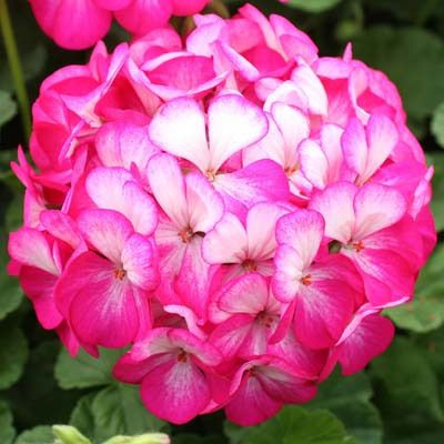 Geranium Violet Picotee Flower Seeds Bicolor Blooms