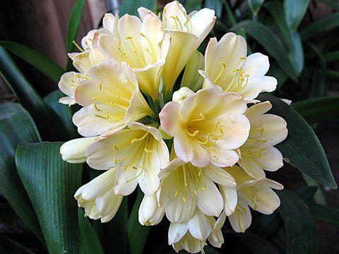 Gloria x Appleblossom Q2XQ4 Clivia Seed