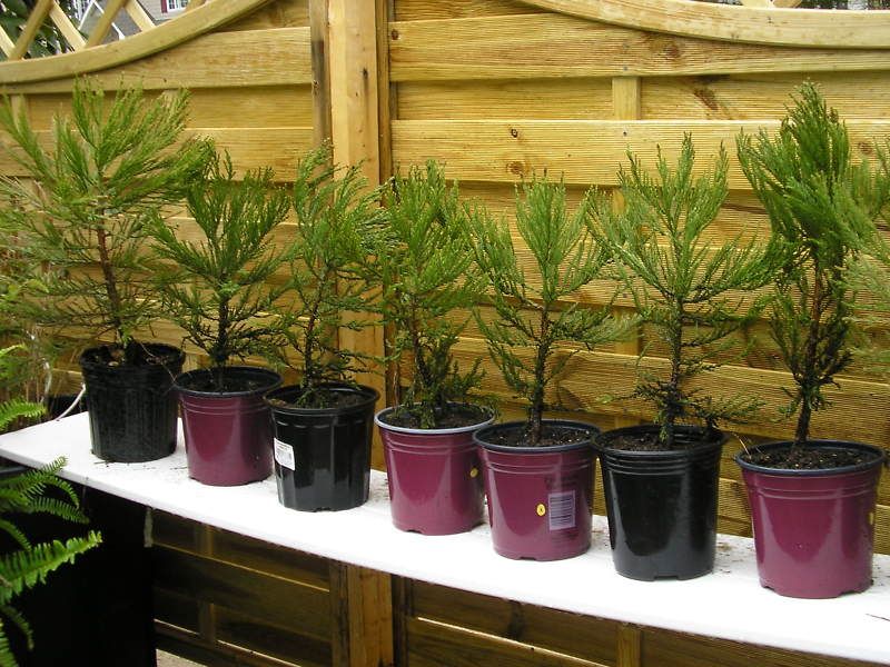 25 Giant Sequoia Seeds for Bonsai