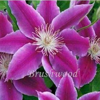  Dr Ruppel Clematis 10 Seeds EZ Grow Gorgeous Vine Butterflies