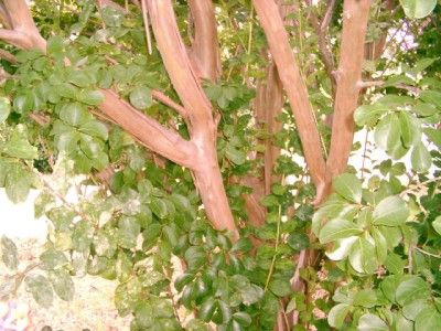 Watermelon Red Pink Crape Myrtle in 1 Gallon Pot