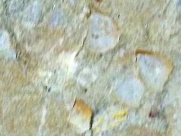 Rol Cambrian Explosion Lingulella A BRACHIOPOD 01