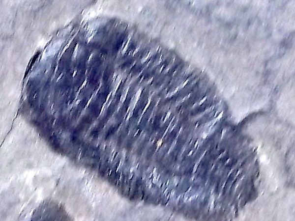 Nice Triarthrus Becki Trilobite from Vermont 01