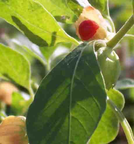 perennial herb that will grow up to 2 metres tall