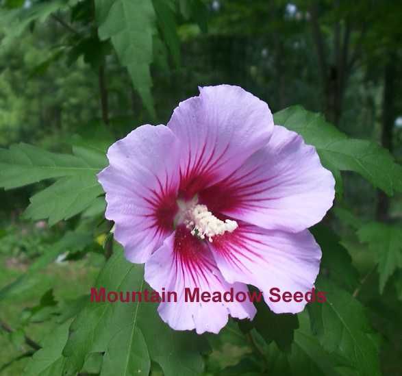 Rose of Sharon Red Heart Flowering Small Tree 25 Seeds