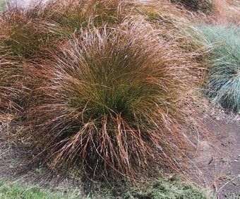 Carex Testacea Seeds