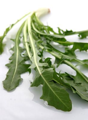 Upland Creecy Dandelion Greens 50 Seeds