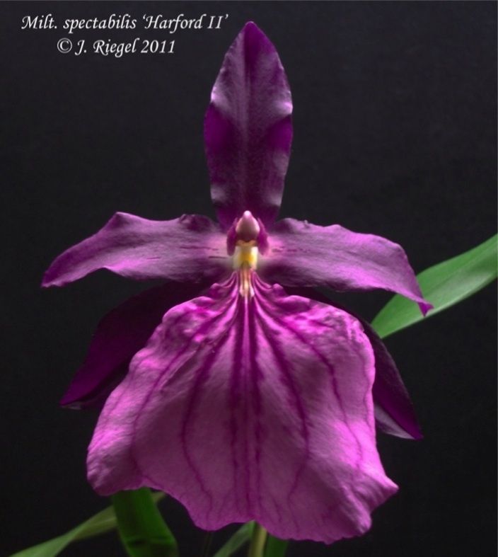 Milt spectabilis v moreliana Harford II HCC AOS