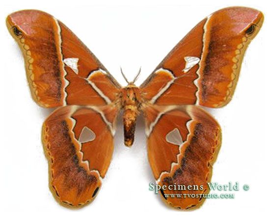 Saturniidae, Rothschildia hesperus * RARE * unm Moth PERU 521