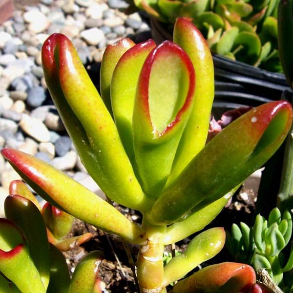 crassula Jade Plant Cutting★hobbitt Gollum ★succulent❤gothic