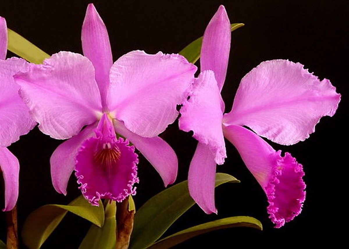  Cattleya trianae v sangre de tora Hernando Garcia STUD SPECIMEN 8 pot