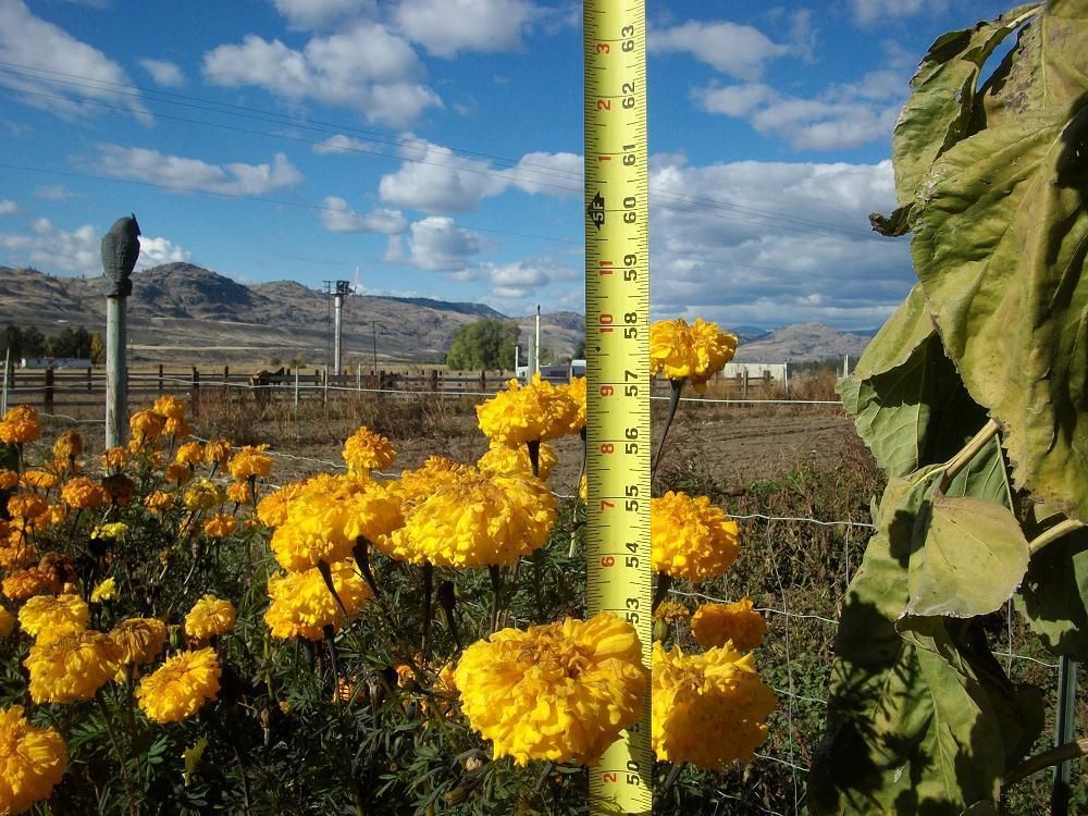  Amazing Heirloom Giant Marigold Hedges 5ft Bug Control 50 Seeds