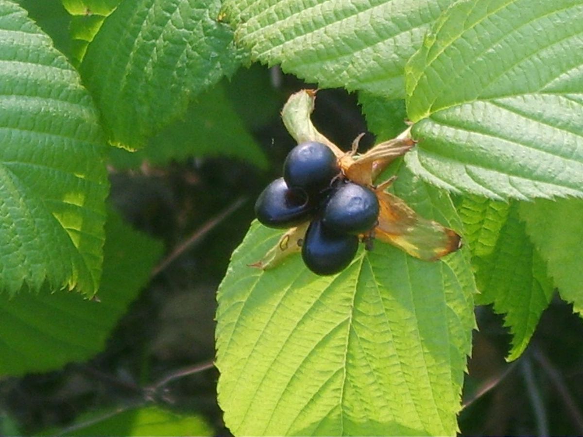  Black Jetbead Shrub Rhodotypos Scandens Seeds