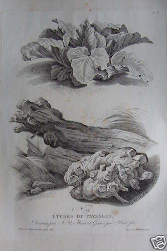 Gravure À La Maniere Du Crayon J B Huet Plantes Etudes