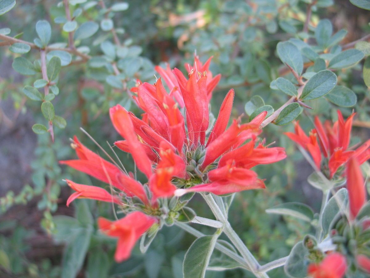 Dicliptera Suberecta Kings Crown Hummingbird Plant