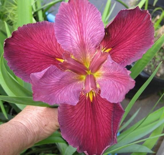 Red Louisiana Iris Freddie Boy Garden Bog Pond Rhizomes