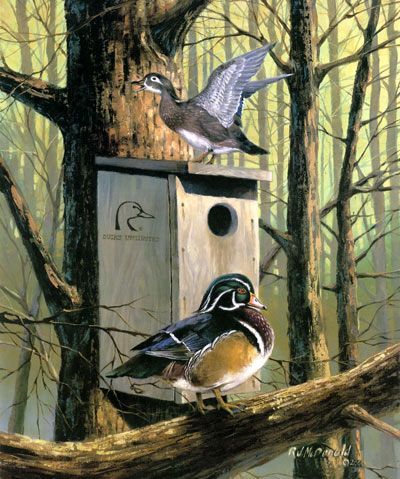 McDonald Wood Duck s N Du Print Room with A Veiw