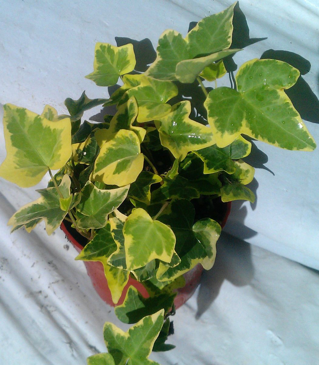 Ivy Gold Child Plant in 4 Pot Gold Green Variegation Variegated