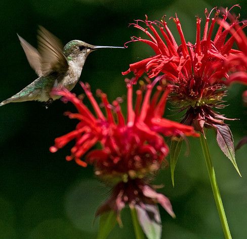 MONARDA~JACOB CLINE~BEE BALM HUMMINGBIRD PLANT/FEEDER, TALL PERENNIAL