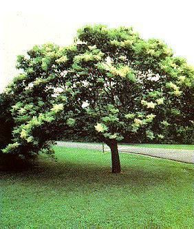 Japanese Tree Lilac 6 Seeds Syringa Fragrant Shrub