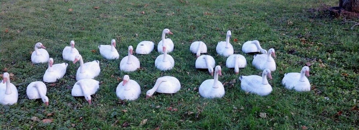 23 G H Snow GOOSE Shells