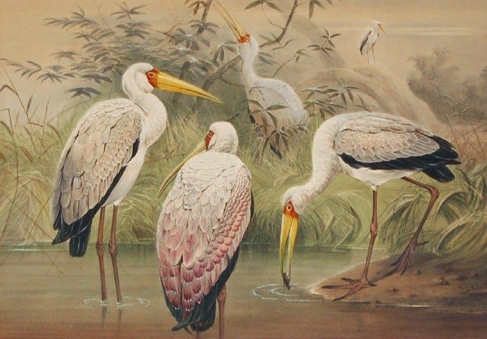 1867 Joseph Wolf H C Lithograph African Wood Ibis  